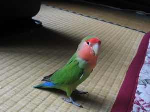 20080803-9