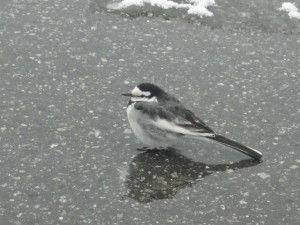 20091221-img_0127