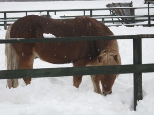 20100113-picstt 089