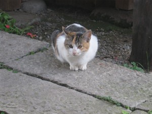 20111114-IMG_2138_1